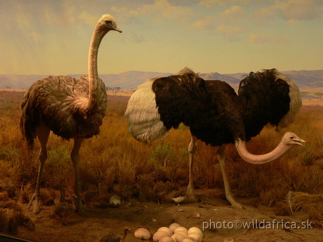 Picture 212.jpg - Ostrich diorama.